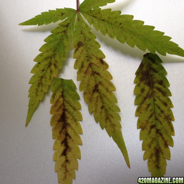 Yellow leaves with spots