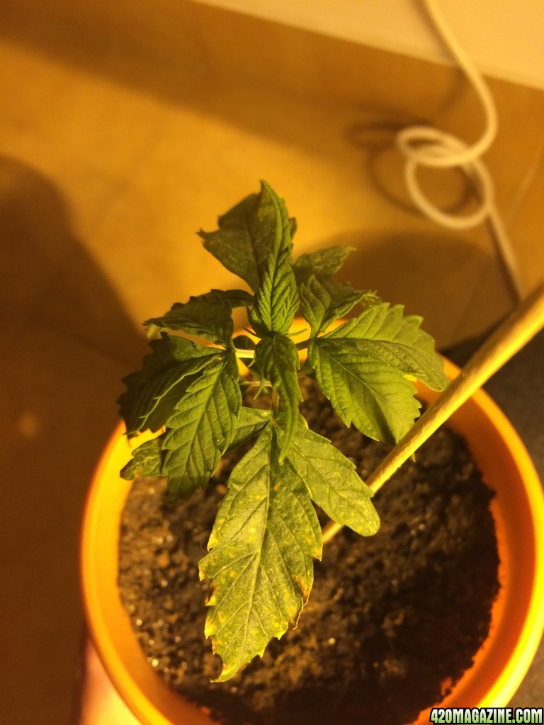 Yellow spots on the leafs. Please help