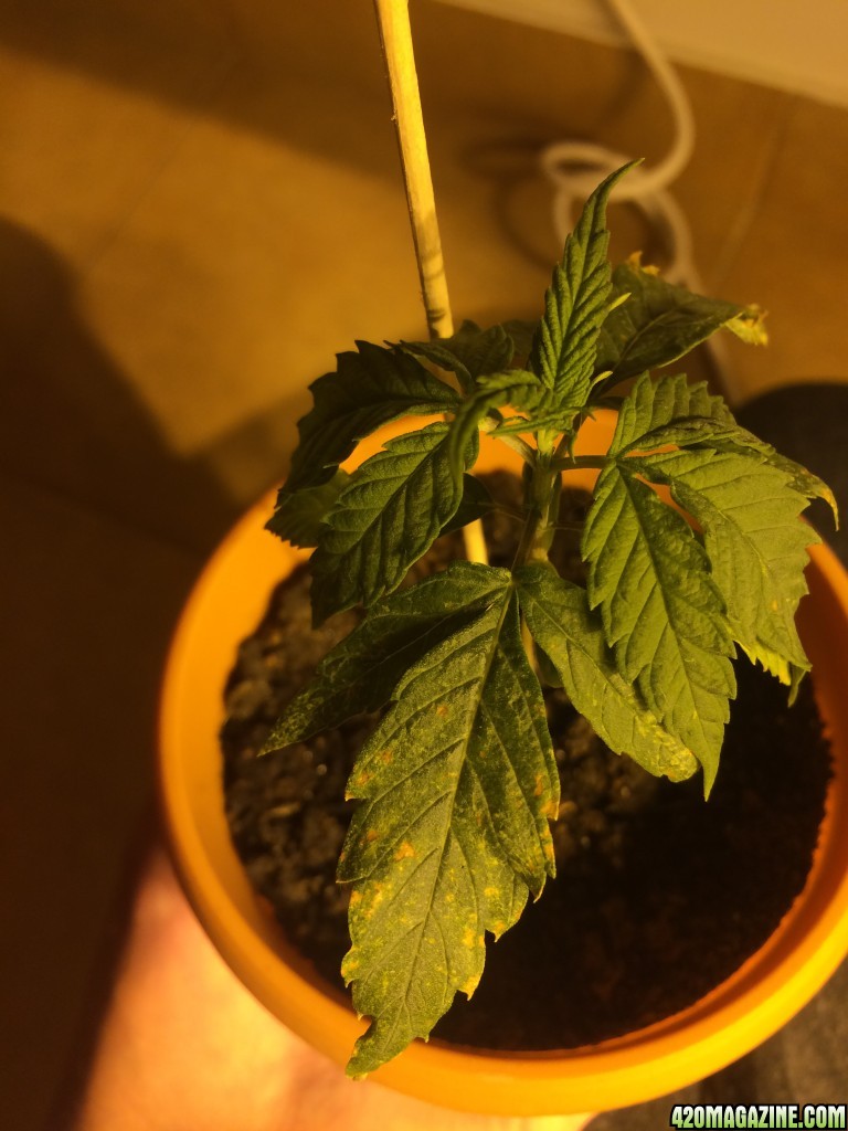 Yellow spots on the leafs. Please help