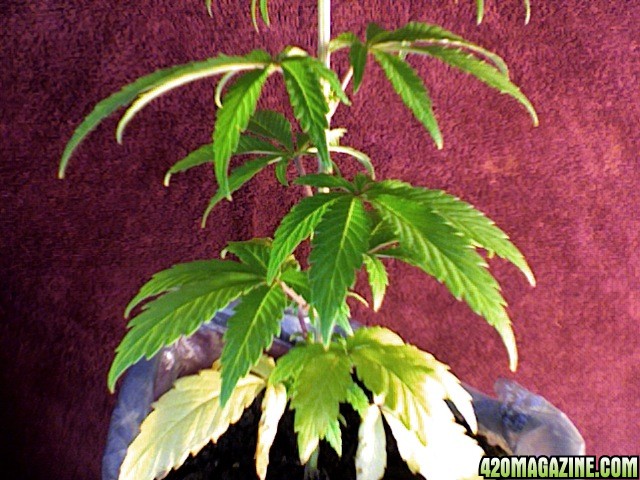 Yellowing bottom leaves