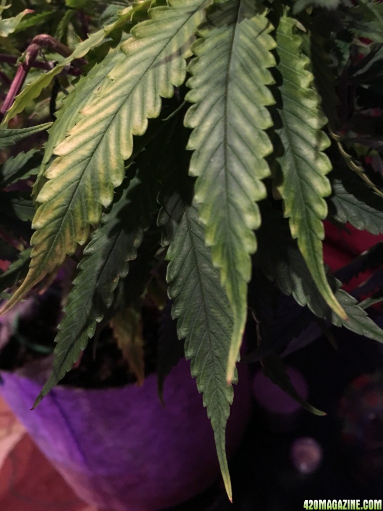 Yellowing leaves