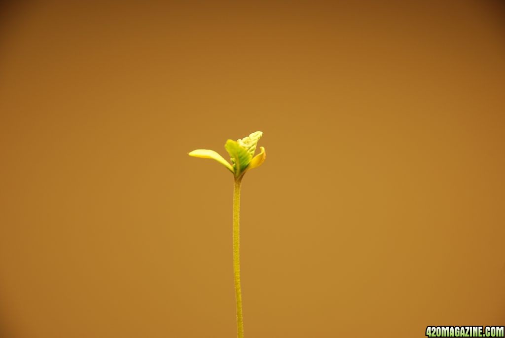 yellowing leaves