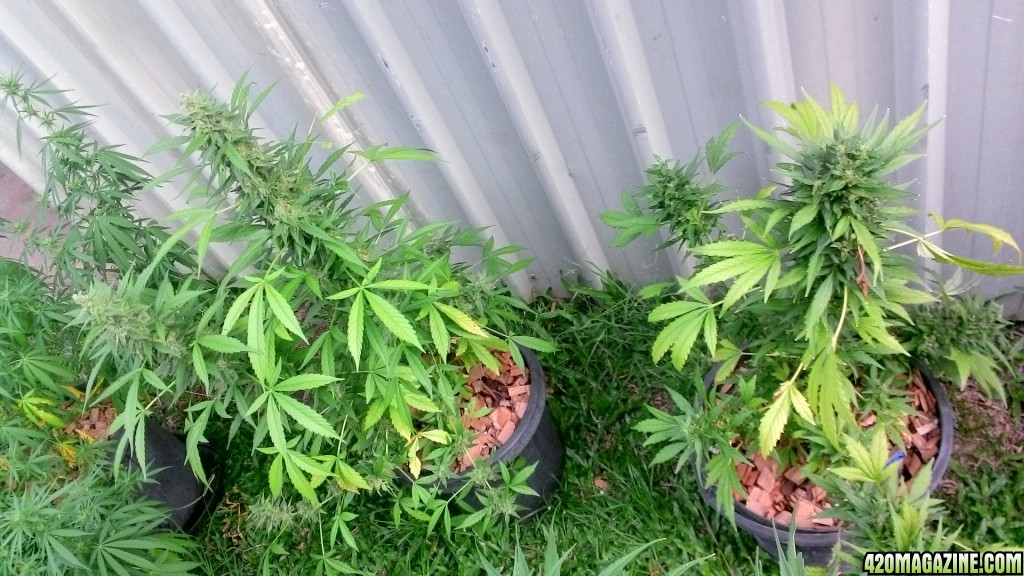 Yellowing of shade leaves in flowering outdoor