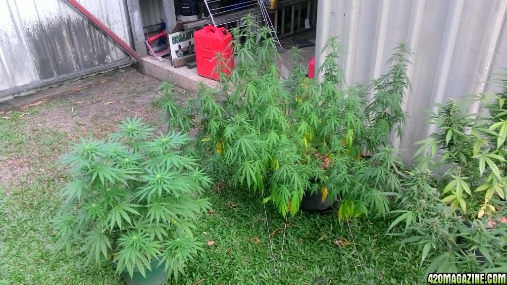 Yellowing of shade leaves in flowering outdoor