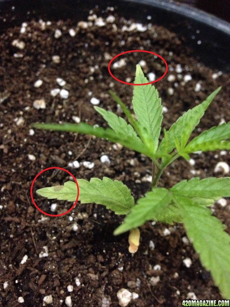 Yellowing tips