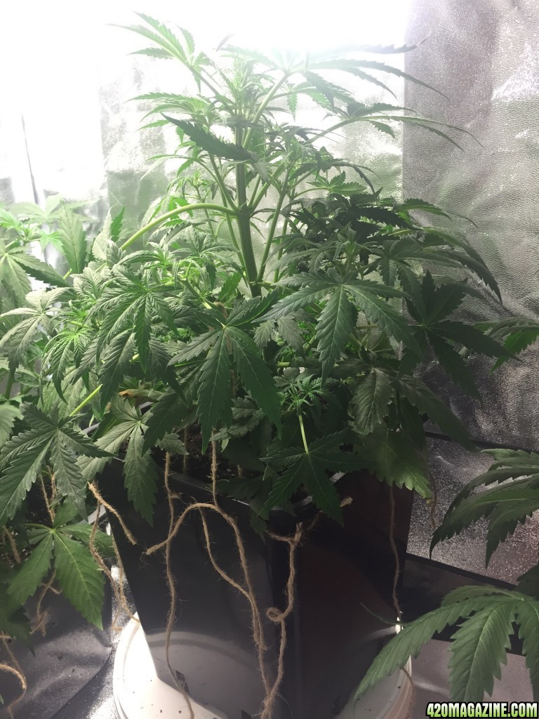 Yojitoke week 6