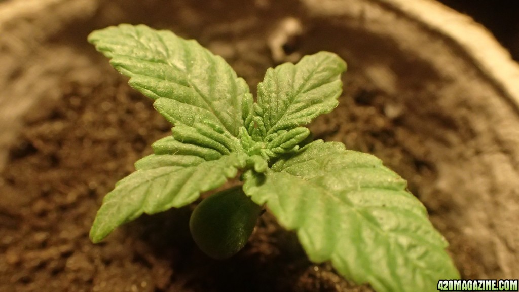 Young Seedling Bagseed