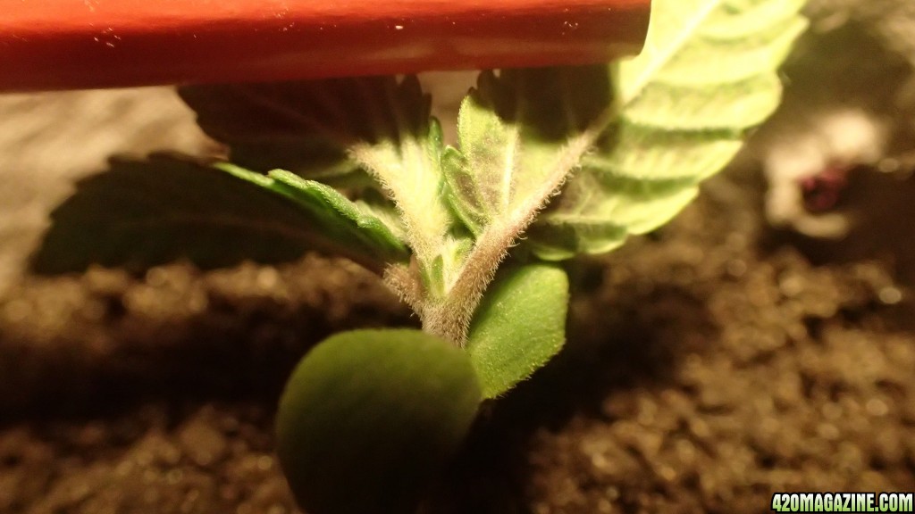 Young Seedling Bagseed