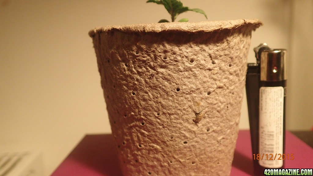 Young Seedling Bagseed