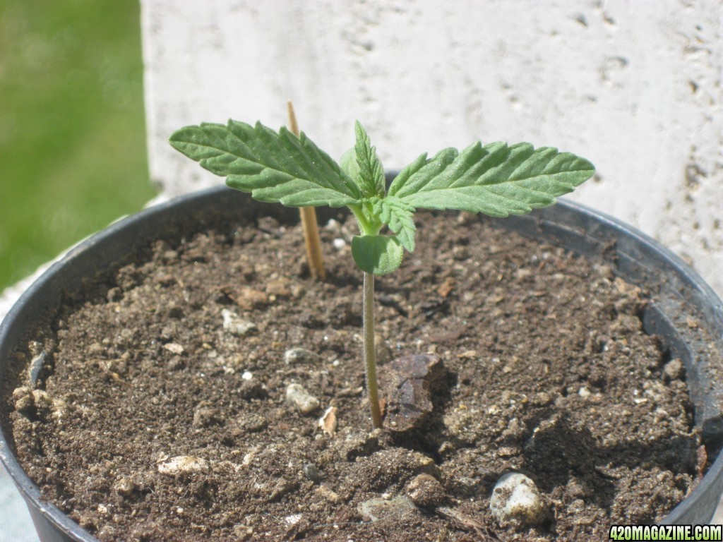 Young seedlings outdoor