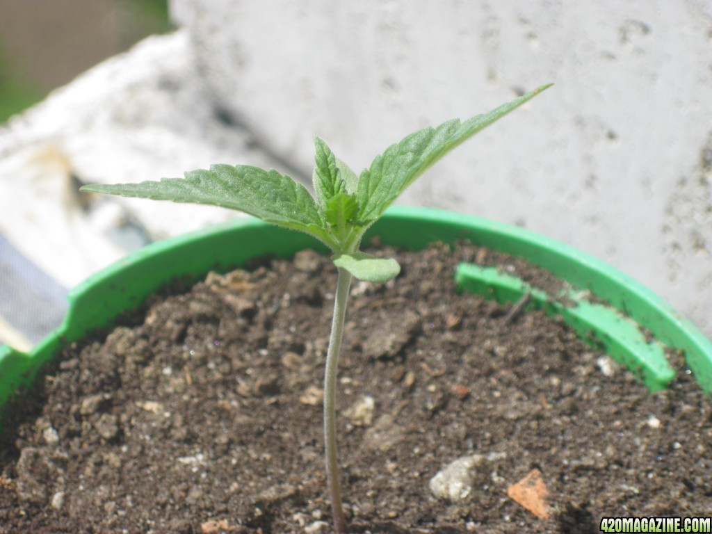 Young seedlings outdoor