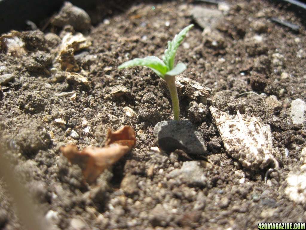 Young seedlings outdoor