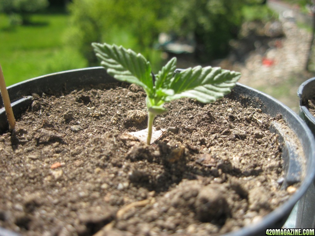 Young seedlings outdoor