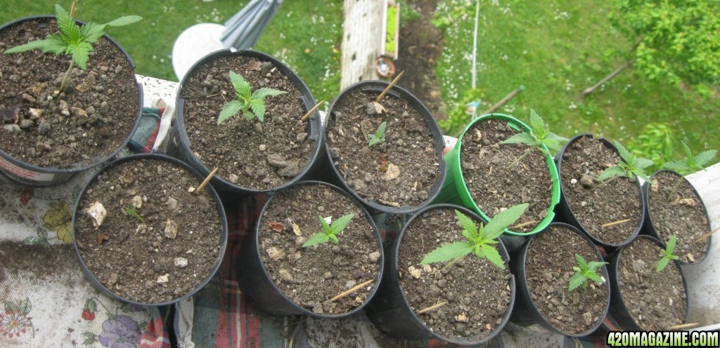 Young seedlings outdoor