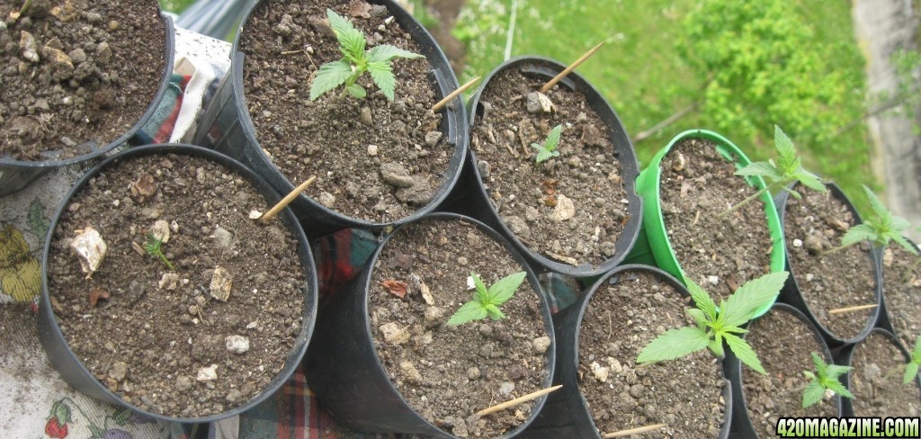 Young seedlings outdoor