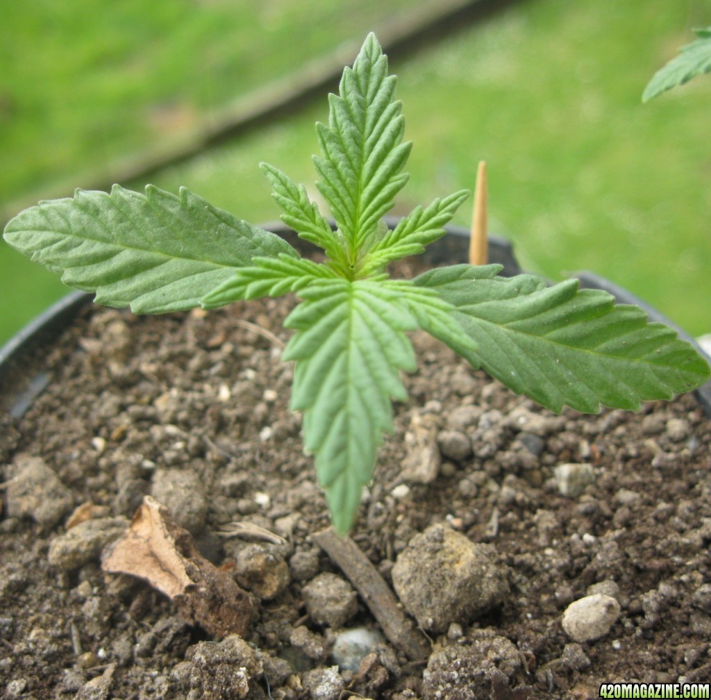 Young seedlings outdoor