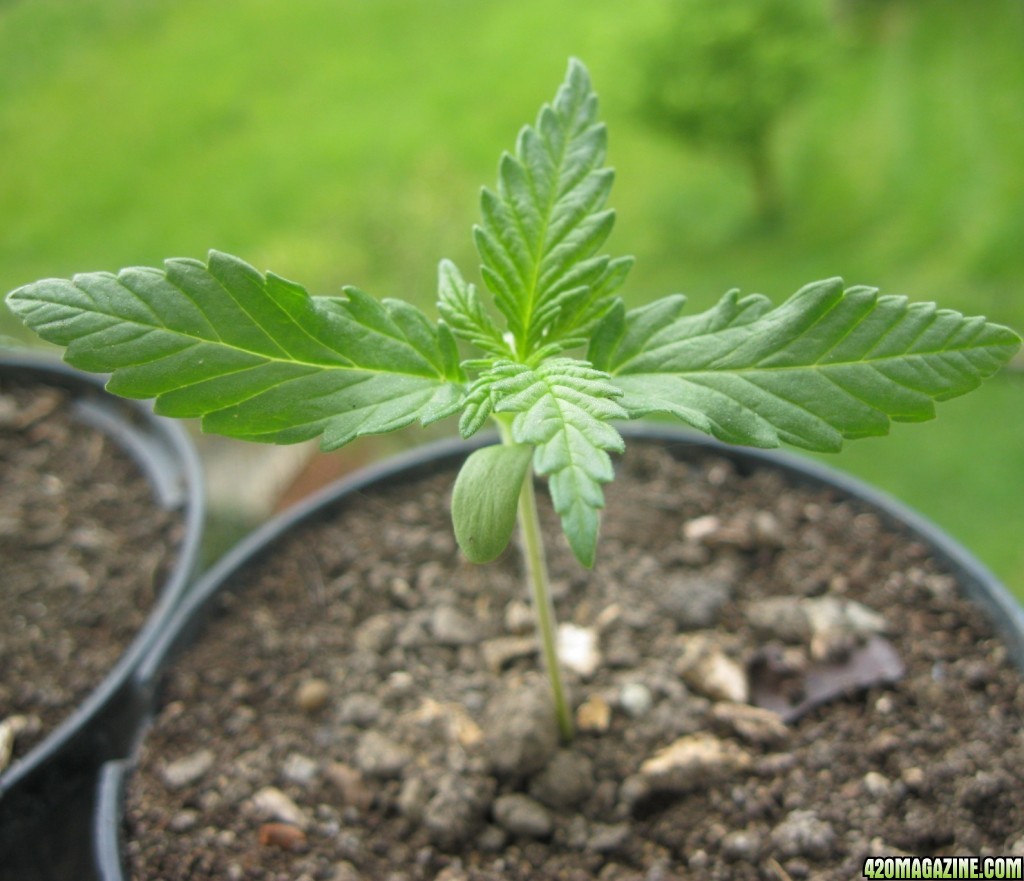 Young seedlings outdoor