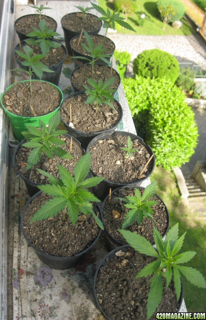 Young seedlings / outdoor