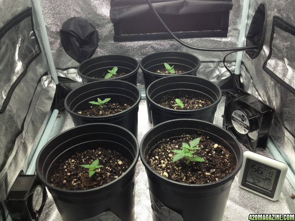 Yummytrees first grow 5/27/13