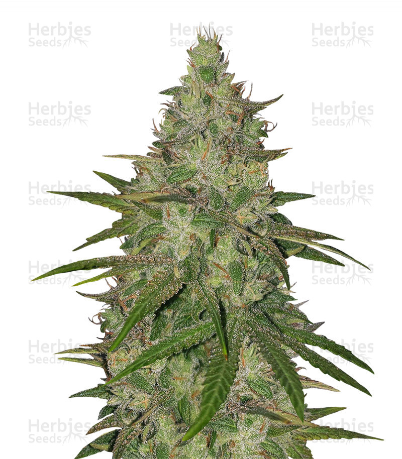 z-original-sensible-seeds-strain__IpjF3TSgYF1sYtt9.jpg