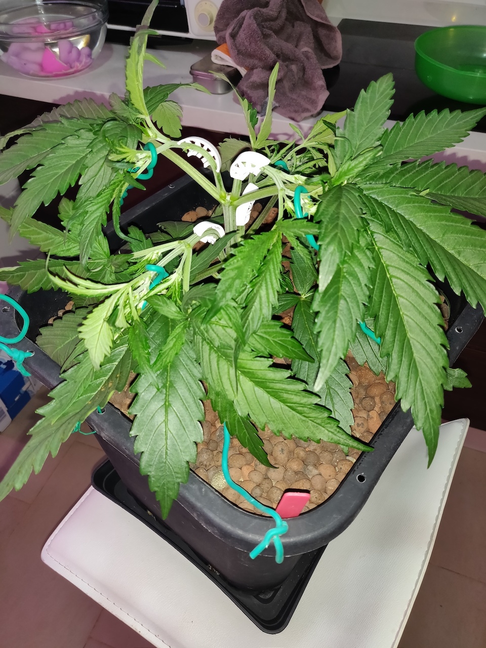 Z Veg - day 24 - LST.jpg