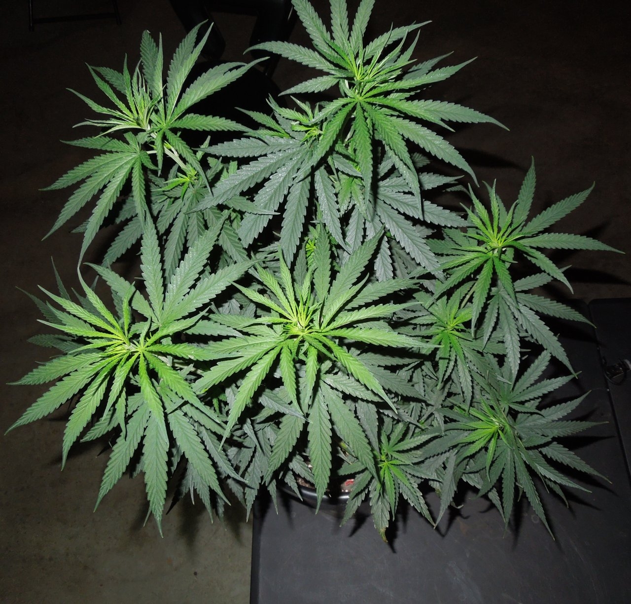 Zam one veg 43 days canopy.jpg