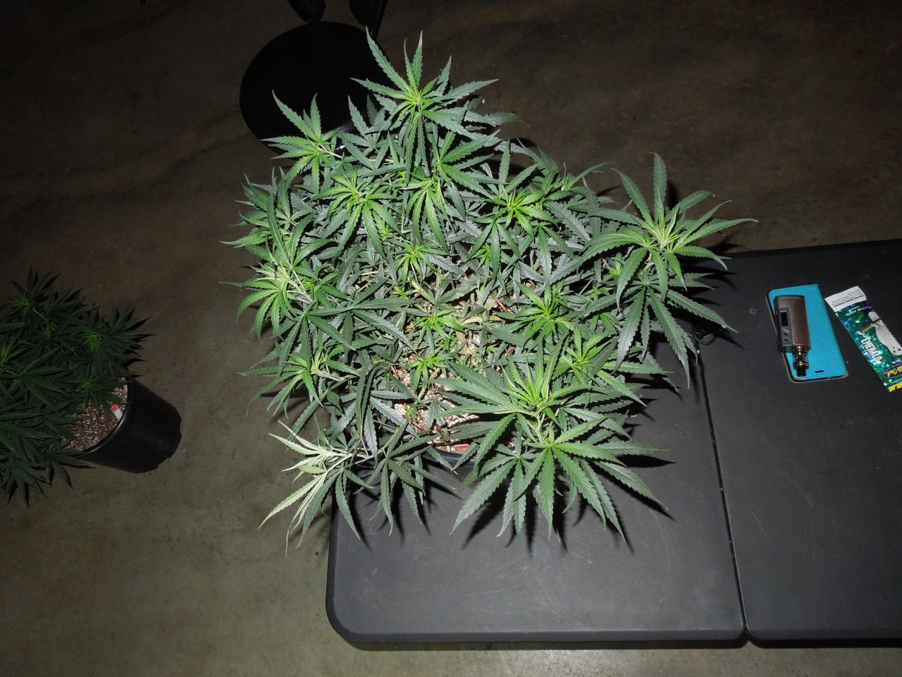 Zam two canopy veg day 43.jpg