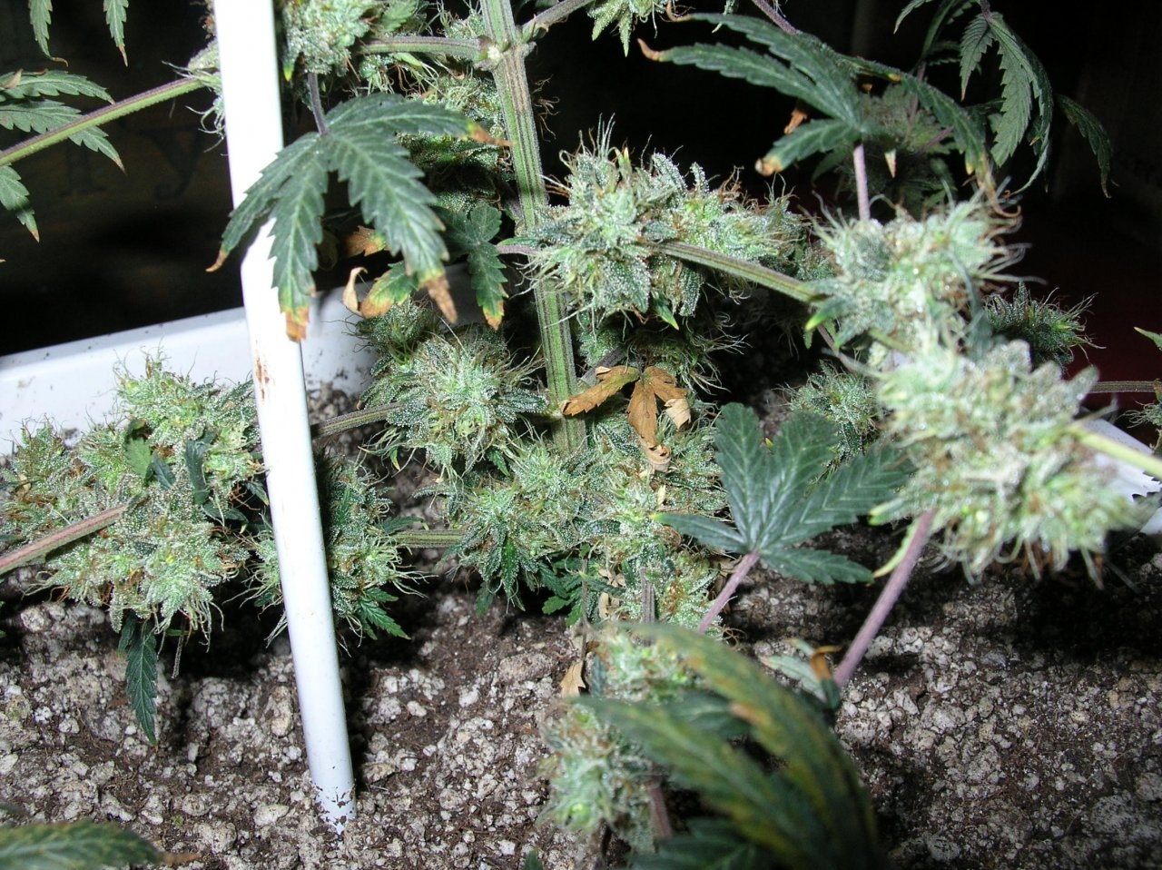 Zamaldelica+ - 90 days - Chop