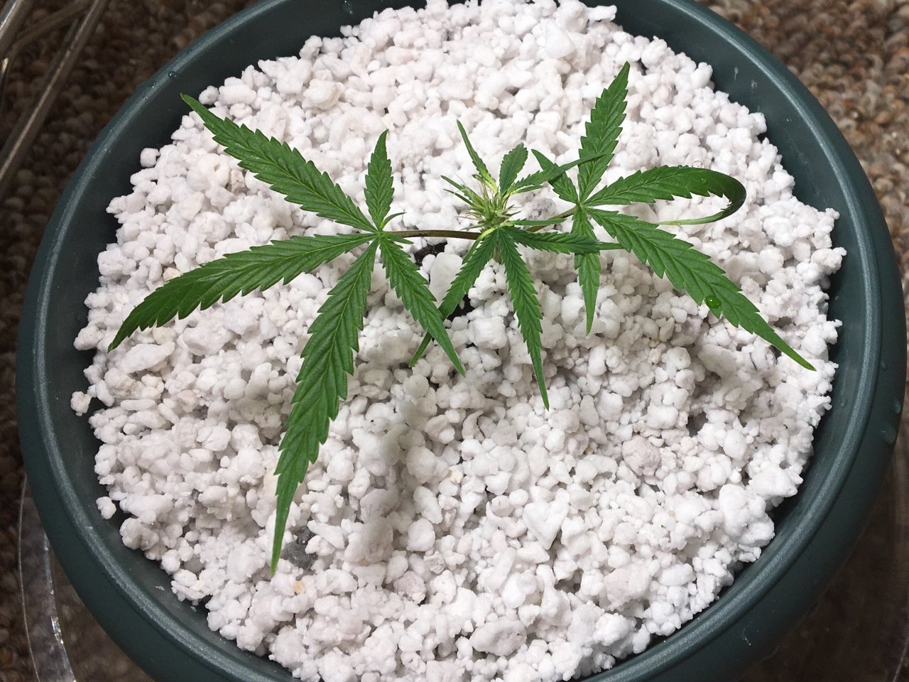 Zamaldelica x Panama clone (Day 1)