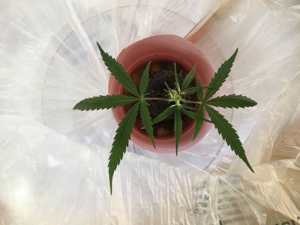 Zamaldelica x Panama clone (Day 1)