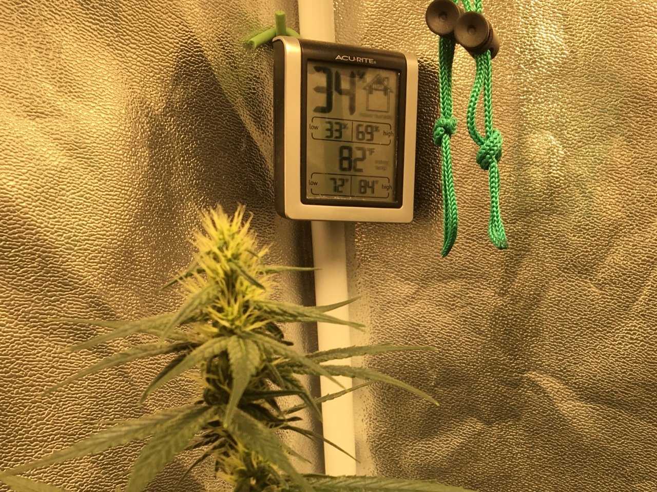 Zamaldelica x Panama (Day 57, flip + 26)