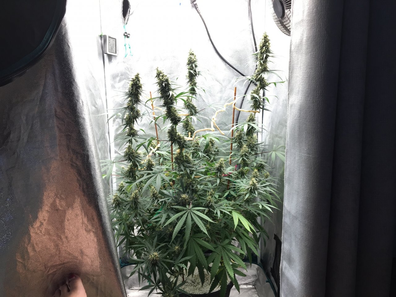 Zamaldelica x Panama (Day 77, flip + 49)