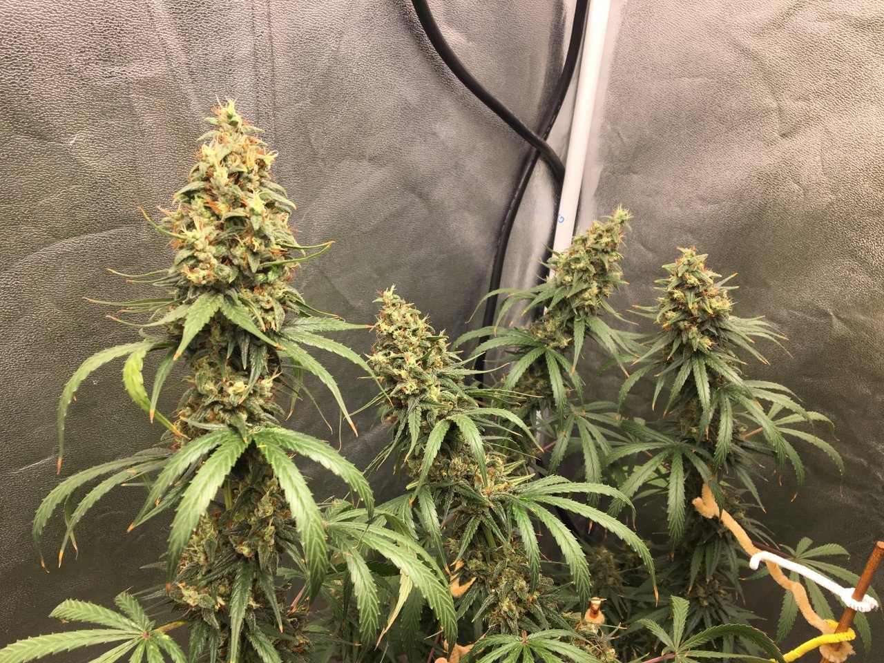 Zamaldelica x Panama (Day 91, flip + 62)