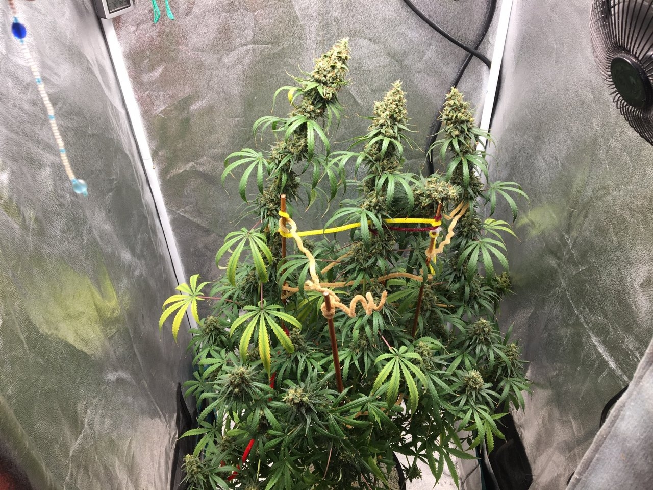 Zamaldelica x Panama (Day 96, flip + 68)