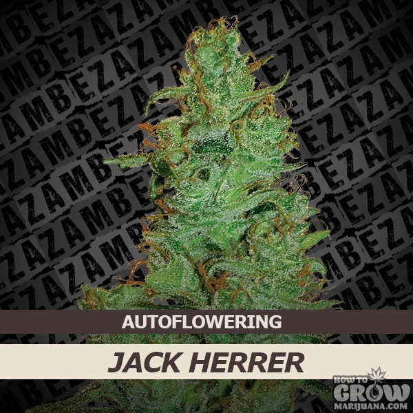 Zambeza-Jack-Herer-Automatic-Feminized-Seeds.jpg