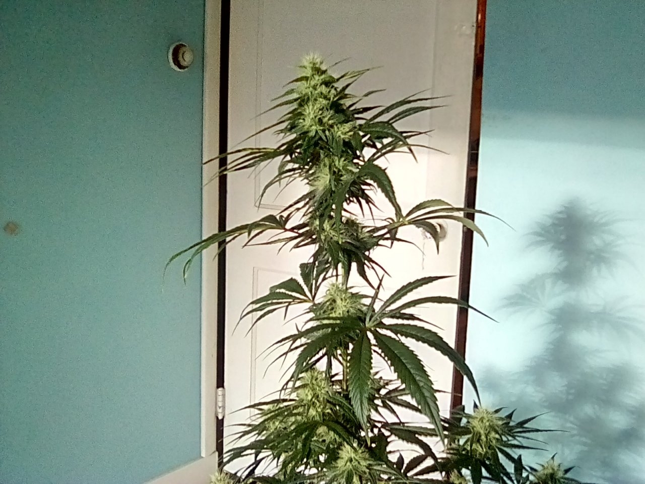 Zambian day 44 of the flip