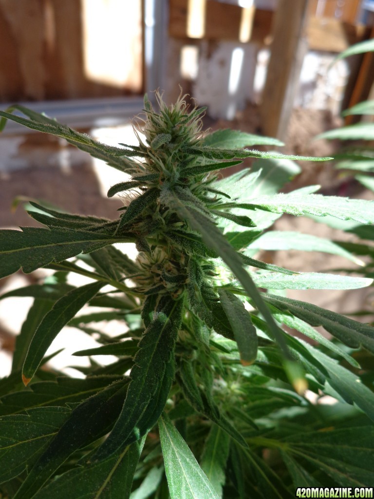 zemat101 2015 med grow