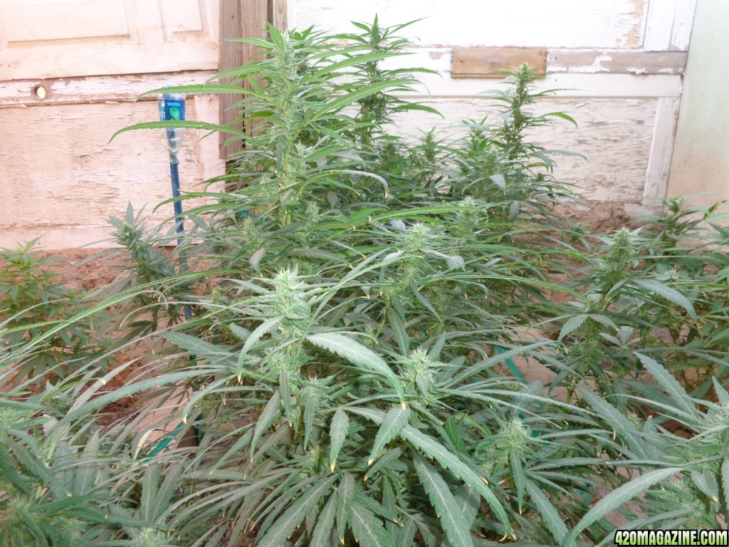 zemat101 2015 med grow