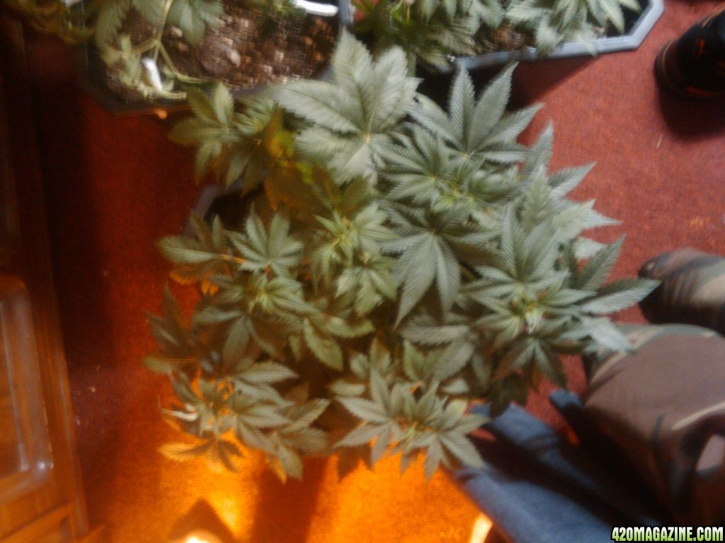 zill hawg kush grow