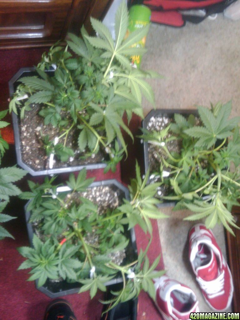 zill hawg kush grow