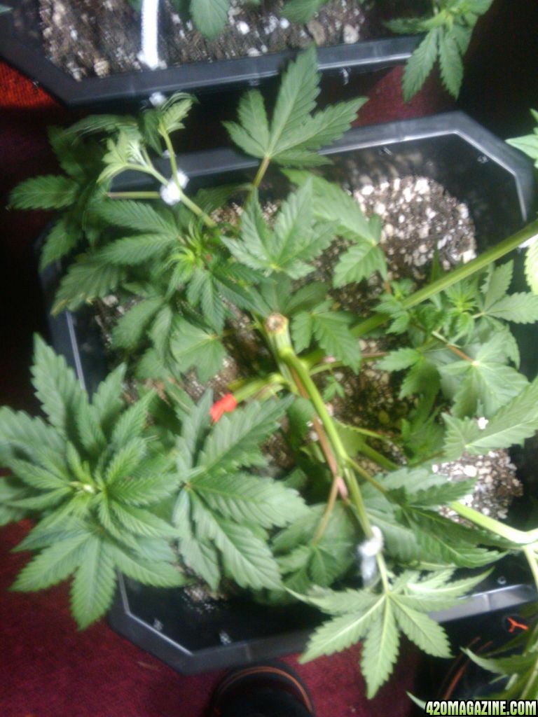 zill hawg kush grow