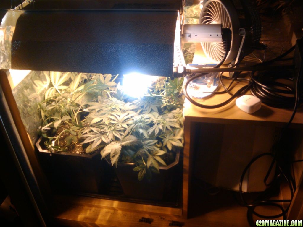 zill hawg kush grow