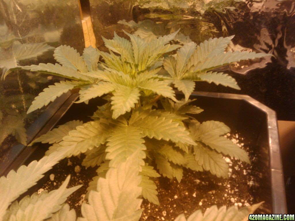 zills hawg kush grow