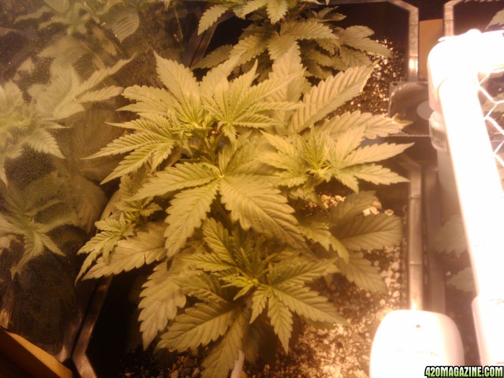 zills hawg kush grow