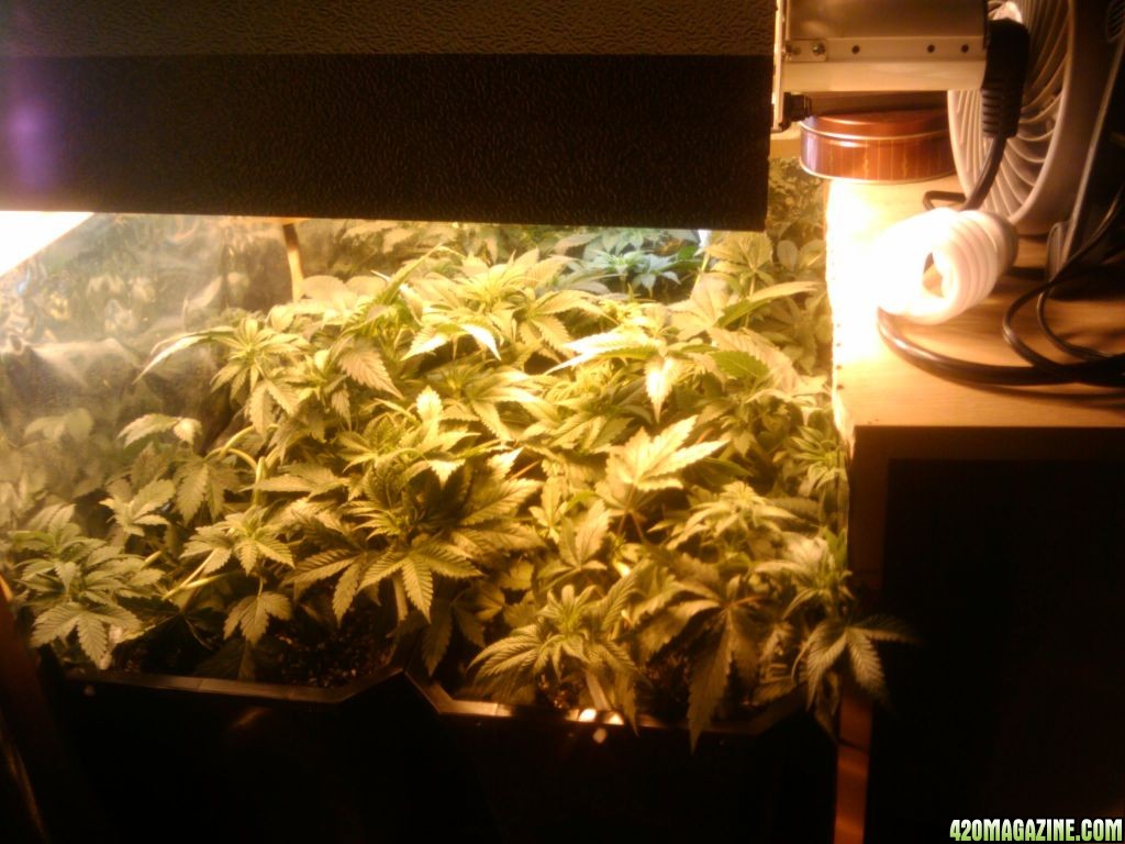 zills hawg kush grow