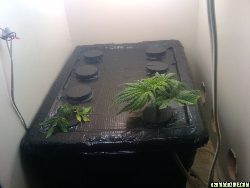 zills hawg kush grow