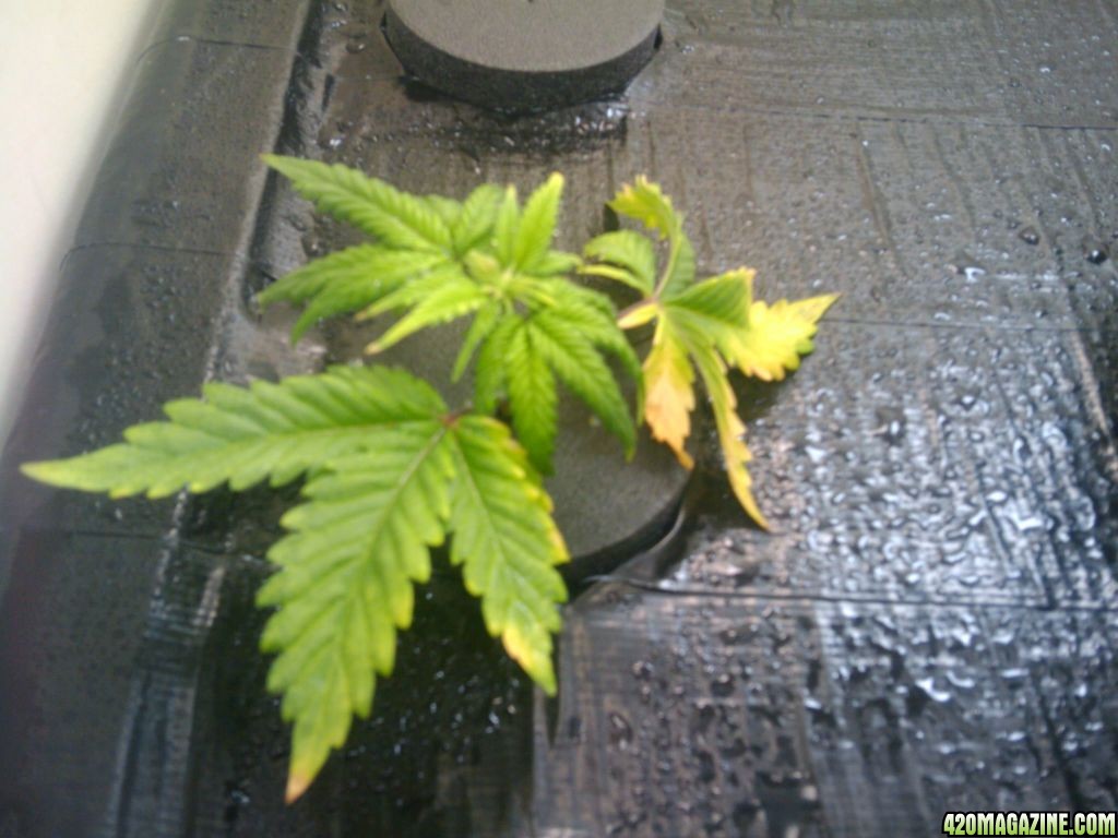 zills hawg kush grow