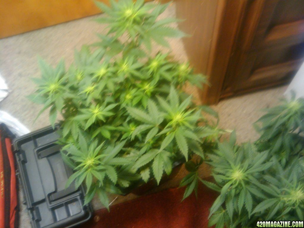 zills hawg kush grow