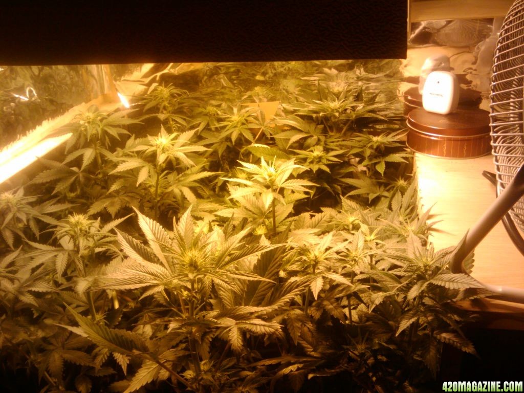 zills hawg kush grow