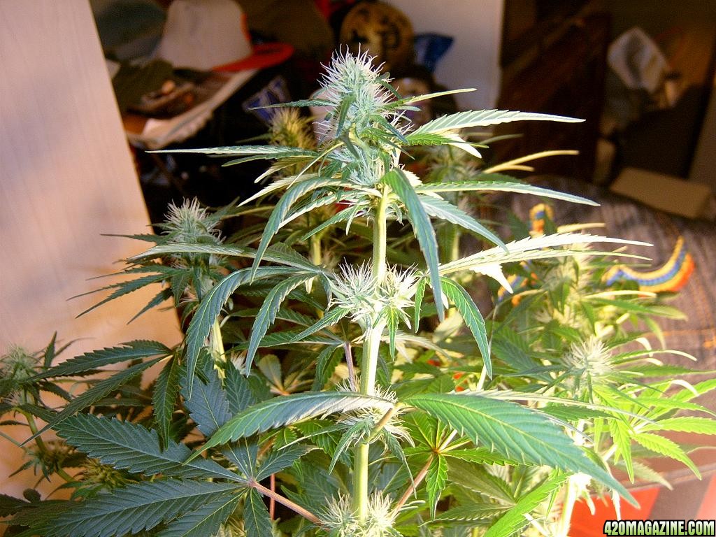 zills hawg kush grow